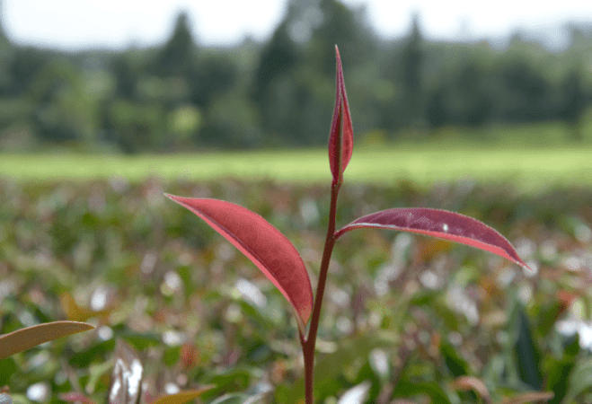 The Lowdown on Purple Tea